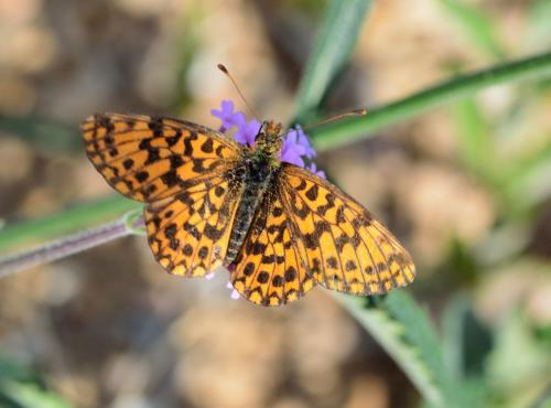 Réf. 196 266 : Boloria dia